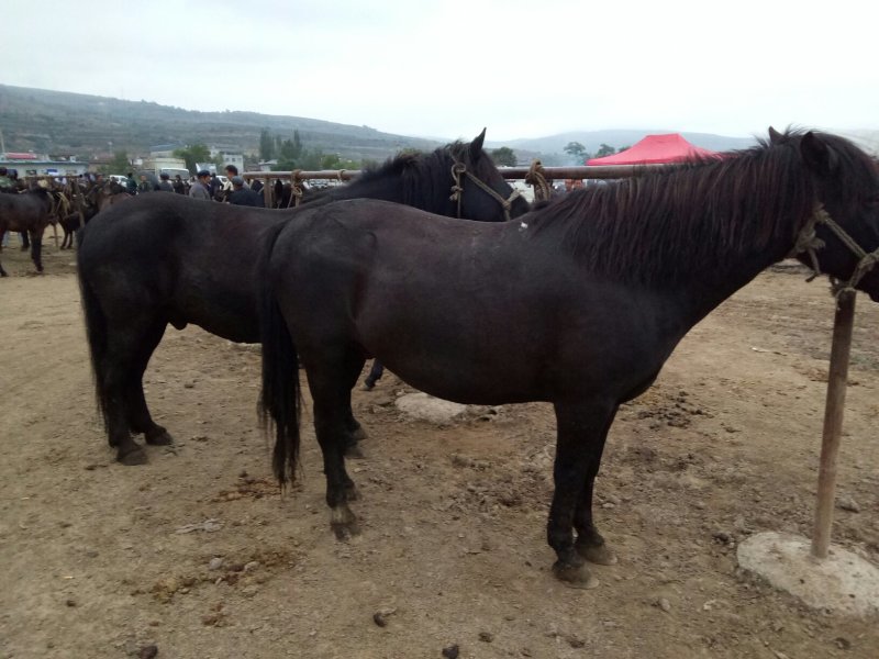 肉马300~400kg