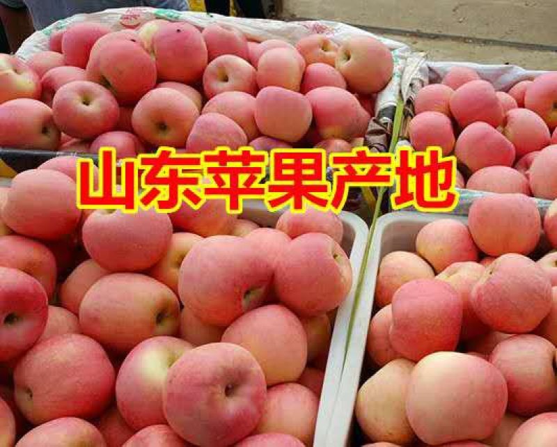 纸袋，膜带红富士苹果大量下树，任意挑选，货源充足品质保证