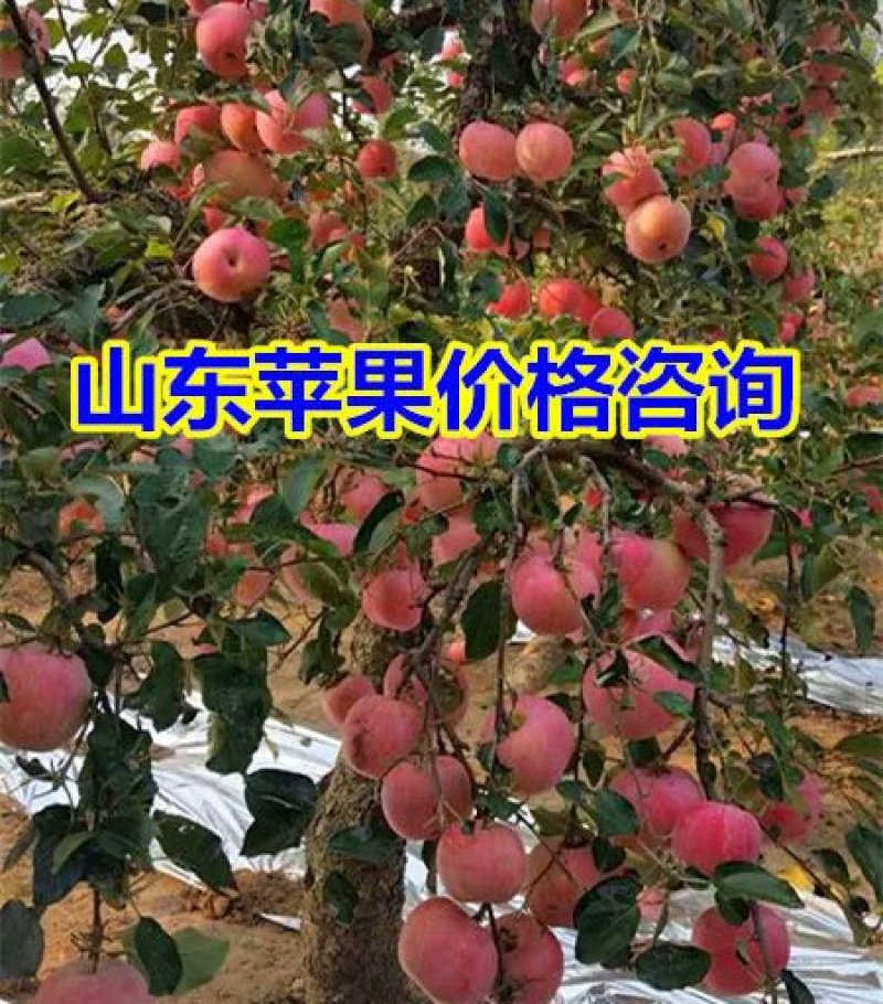 纸袋，膜带红富士苹果大量下树，任意挑选，货源充足品质保证