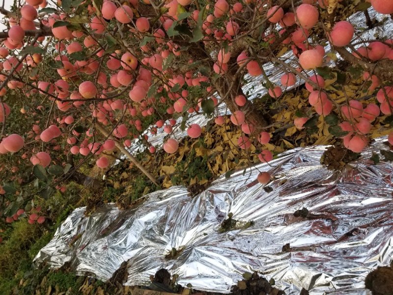 纸袋，膜带红富士苹果大量下树，任意挑选，货源充足品质保证