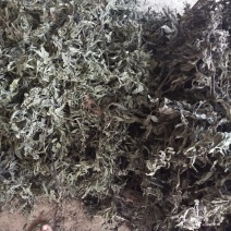 旱莲草大货片子个子