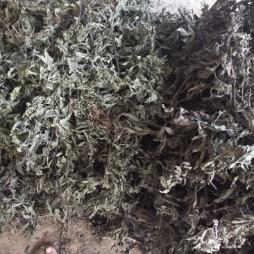 旱莲草大货片子个子