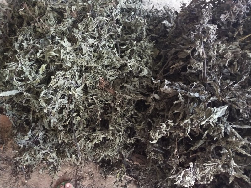 旱莲草大货片子个子