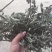 旱莲草大货片子个子