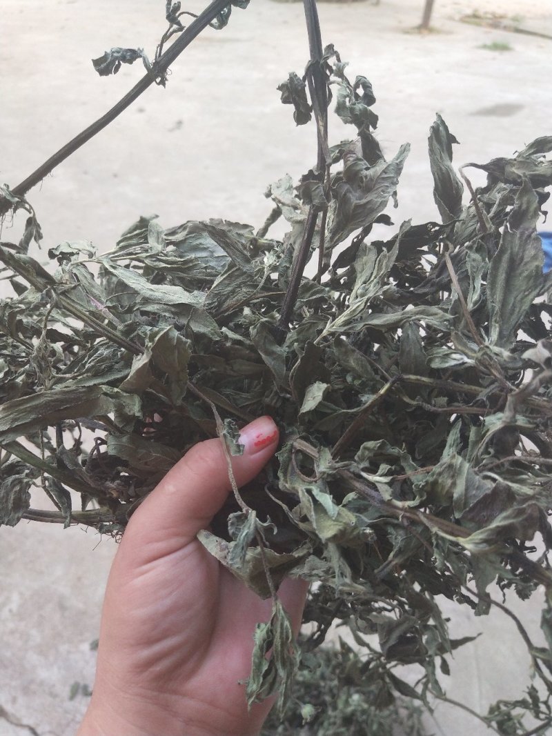 旱莲草大货片子个子