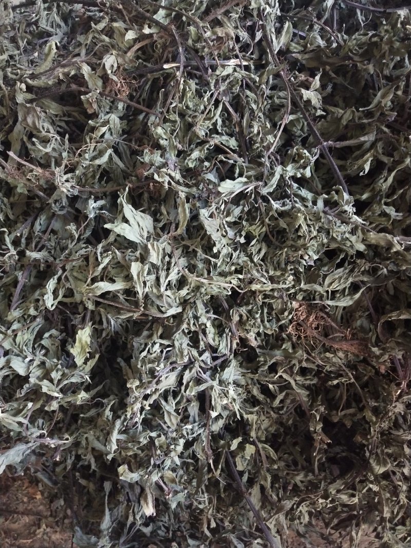 旱莲草大货片子个子