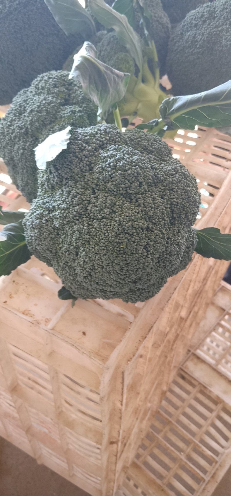 西兰花