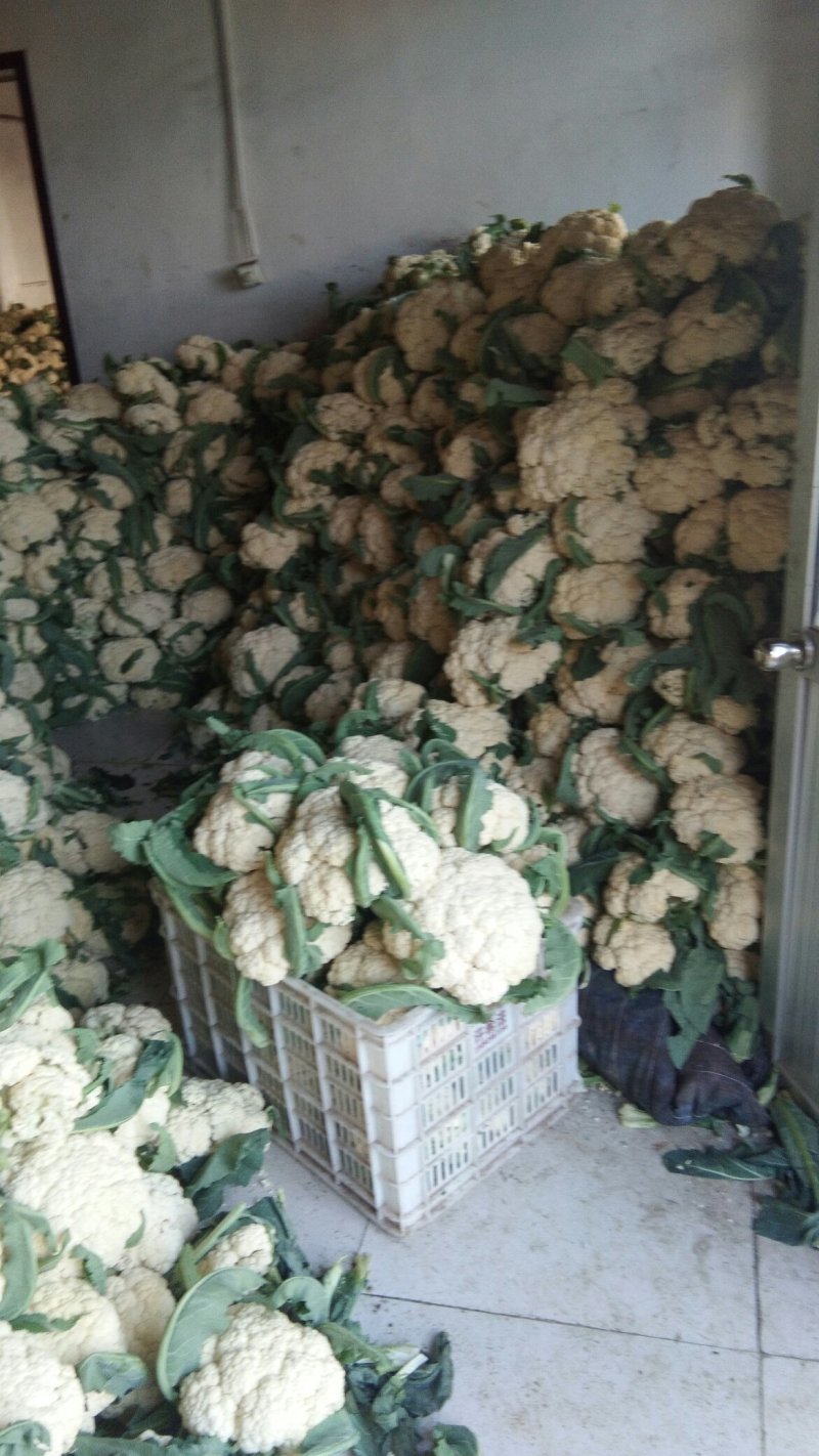 山东大量菜花上市。质量保证。物美价廉欢迎采购