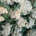 山东大量菜花上市。质量保证。物美价廉欢迎采购