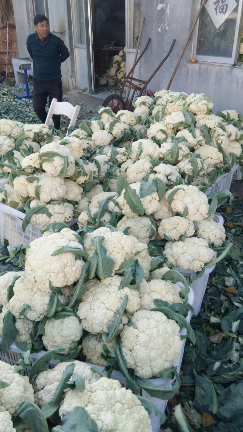 山东大量菜花上市。质量保证。物美价廉欢迎采购