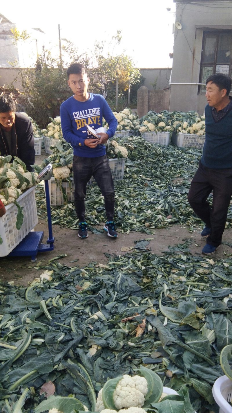 山东大量菜花上市。质量保证。物美价廉欢迎采购