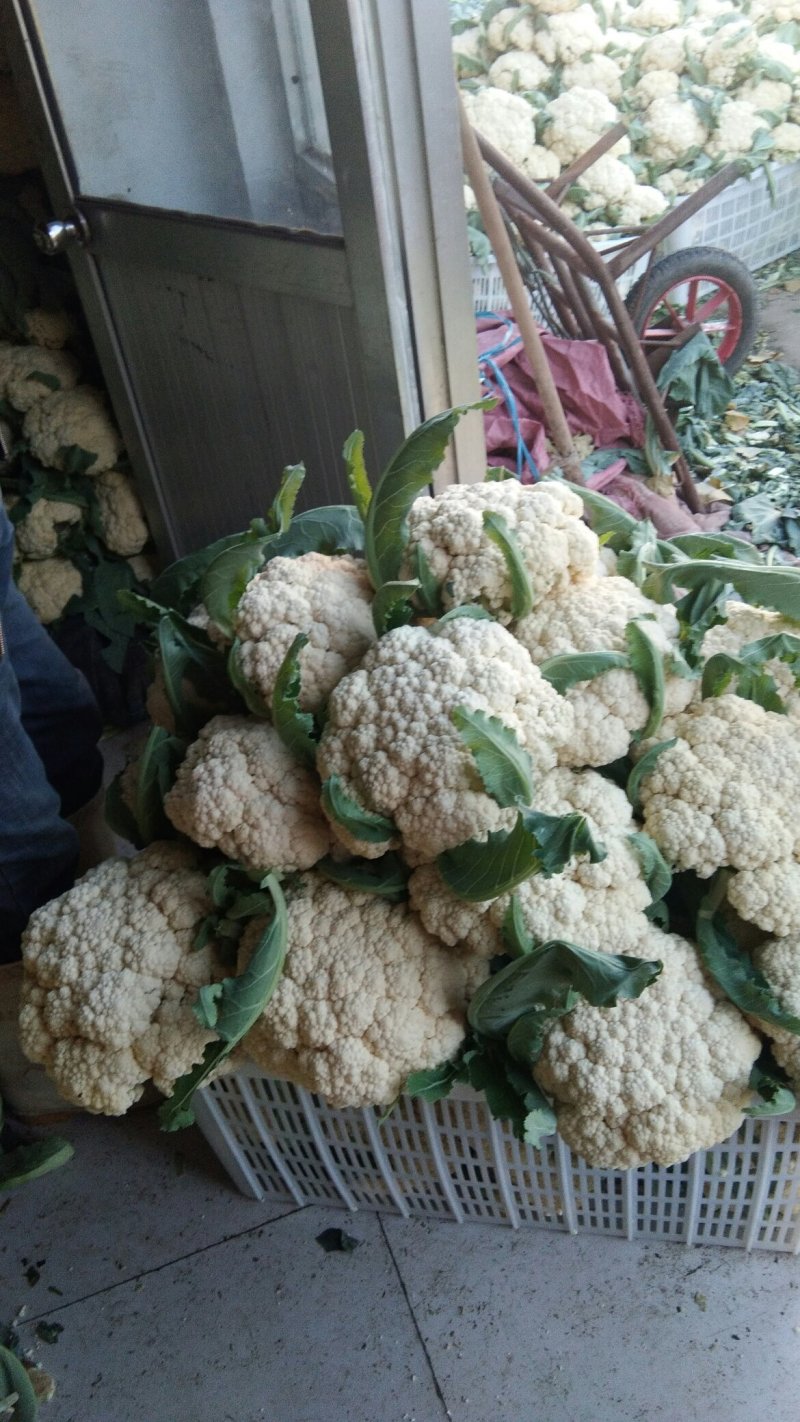 山东大量菜花上市。质量保证。物美价廉欢迎采购