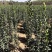 北海道黄杨2米