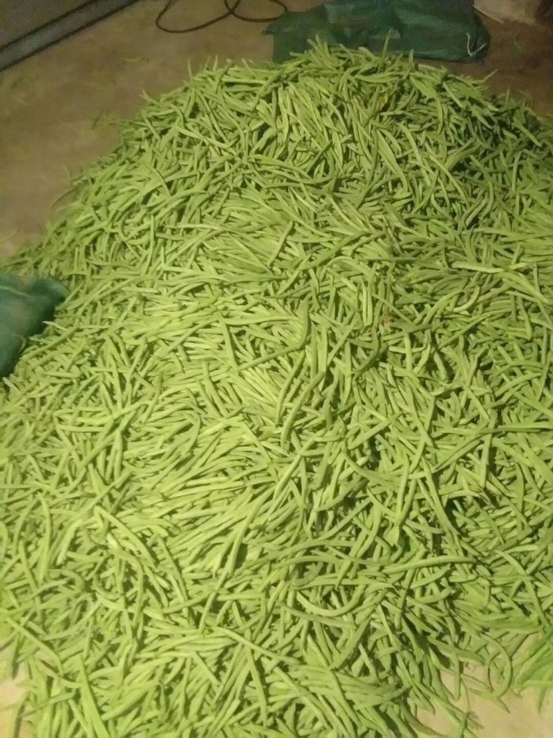 四季豆