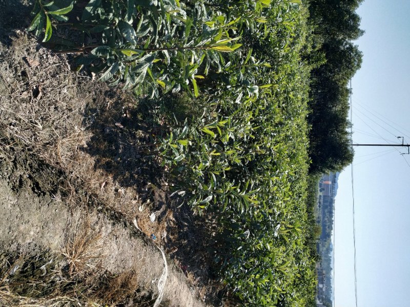 枇杷树