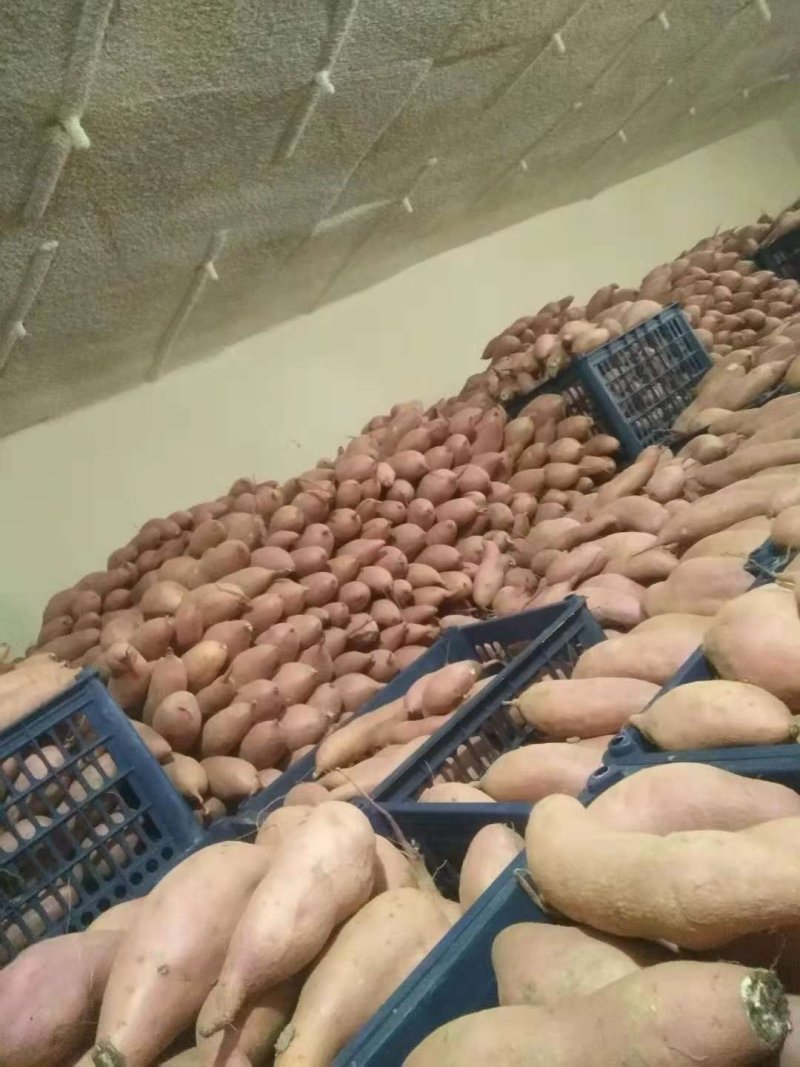 库存沙地龙九，大量出库