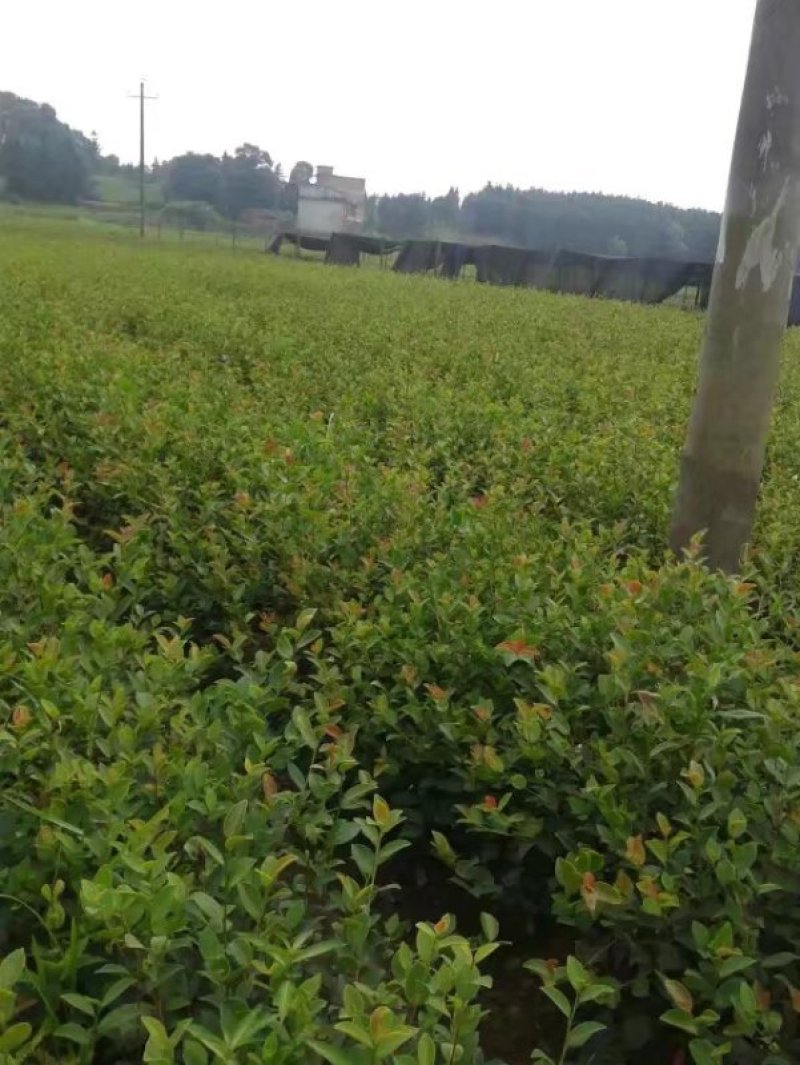 油茶苗