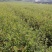 油茶苗