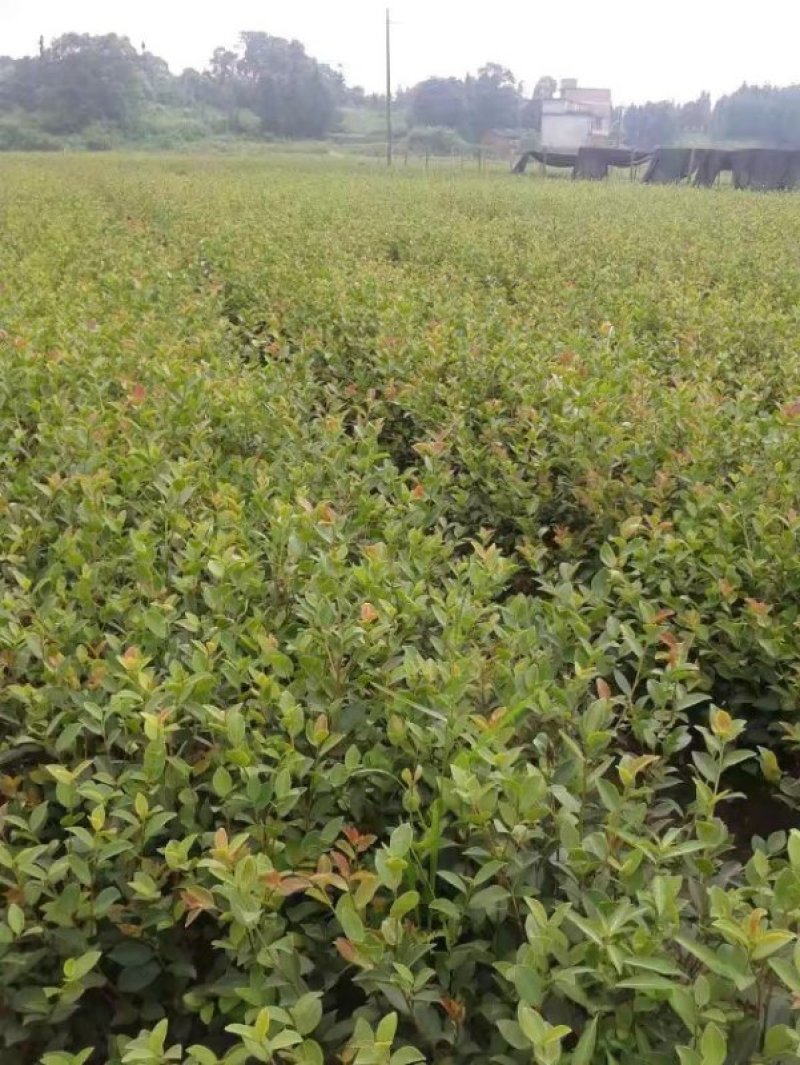 油茶苗