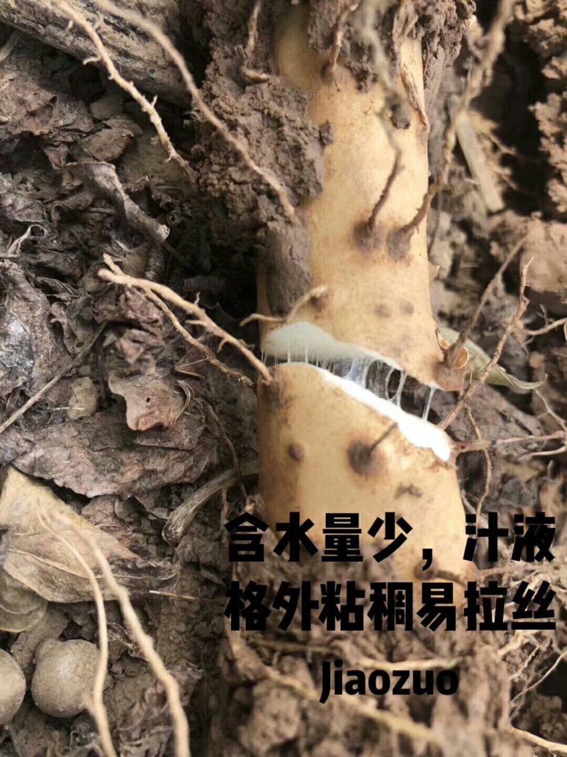 河南山药【包邮】‘志星”品牌垆土《铁棍山药》干香面甜