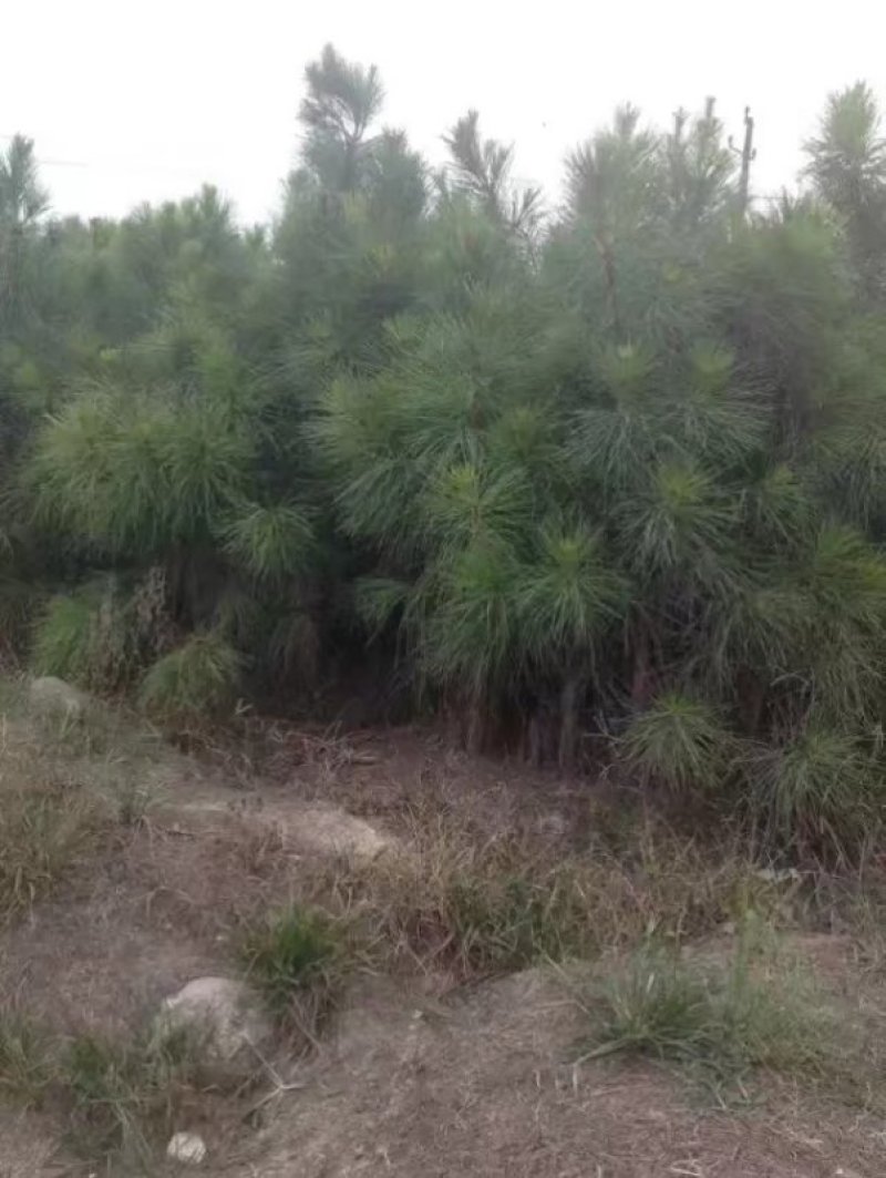 松树苗