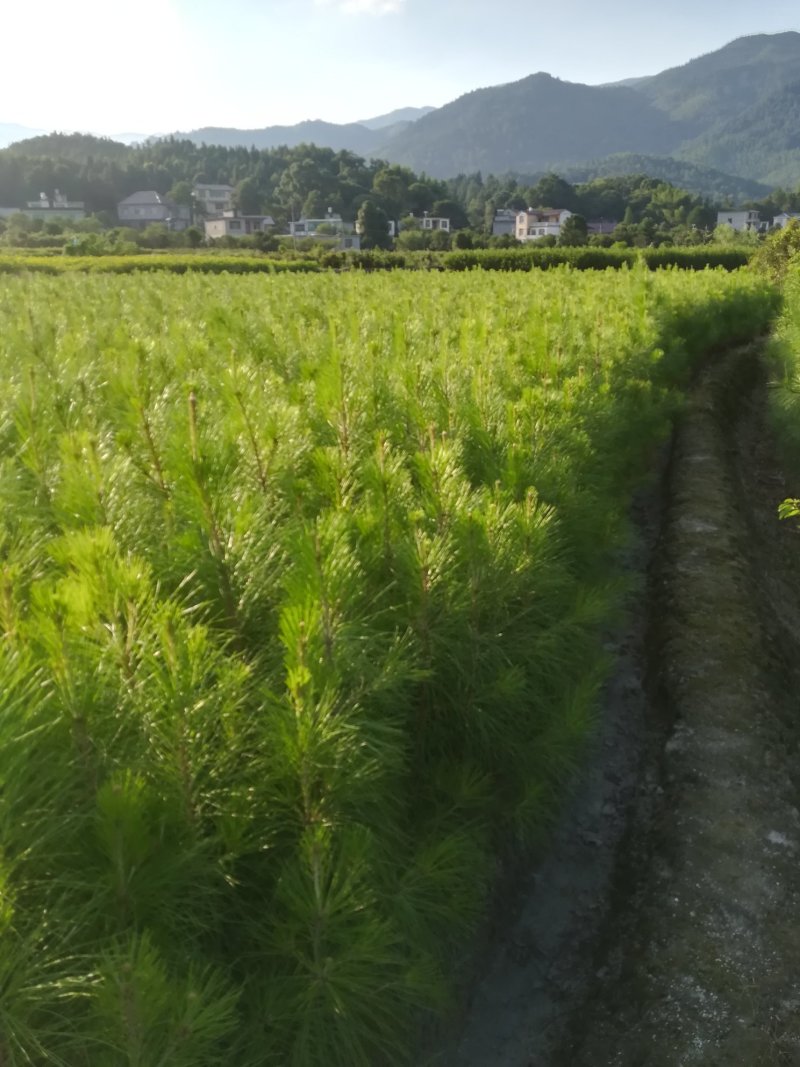 松树苗