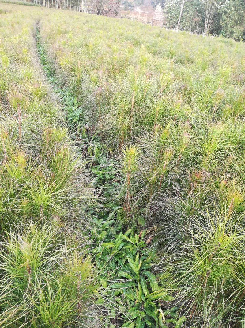 松树苗