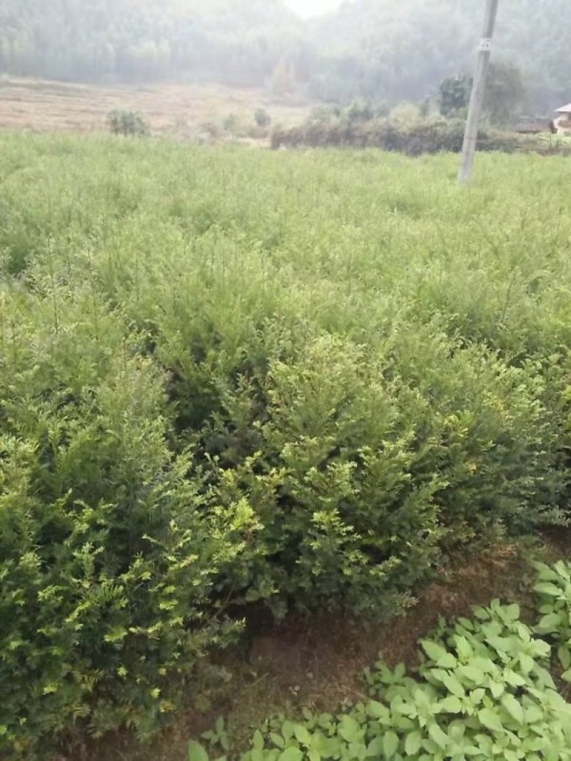 南方红豆杉苗
