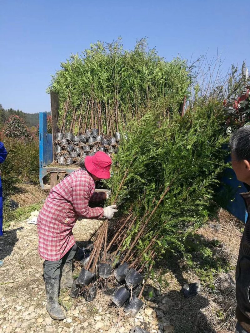 南方红豆杉苗