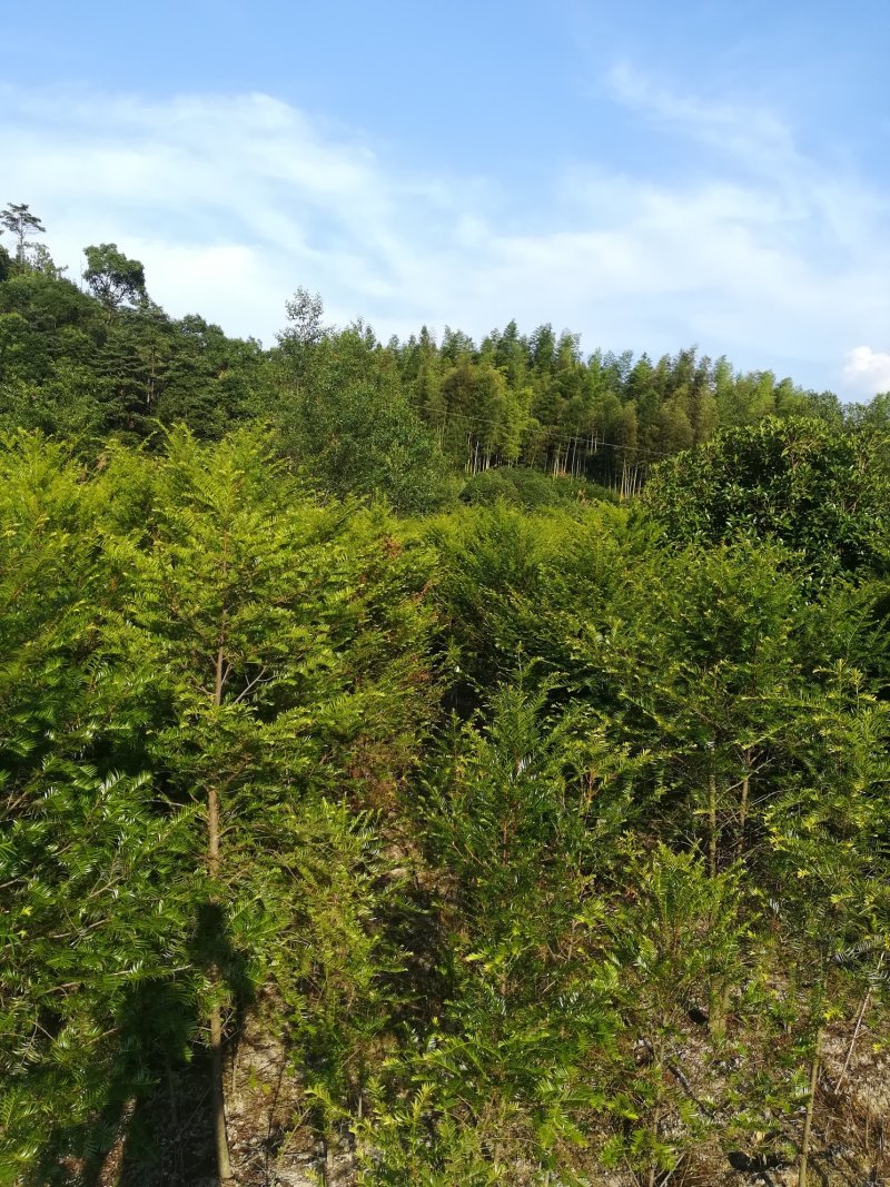 南方红豆杉苗