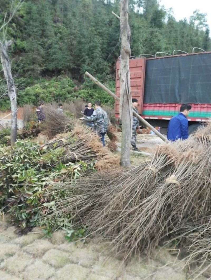 枫树