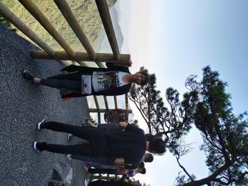 枫树