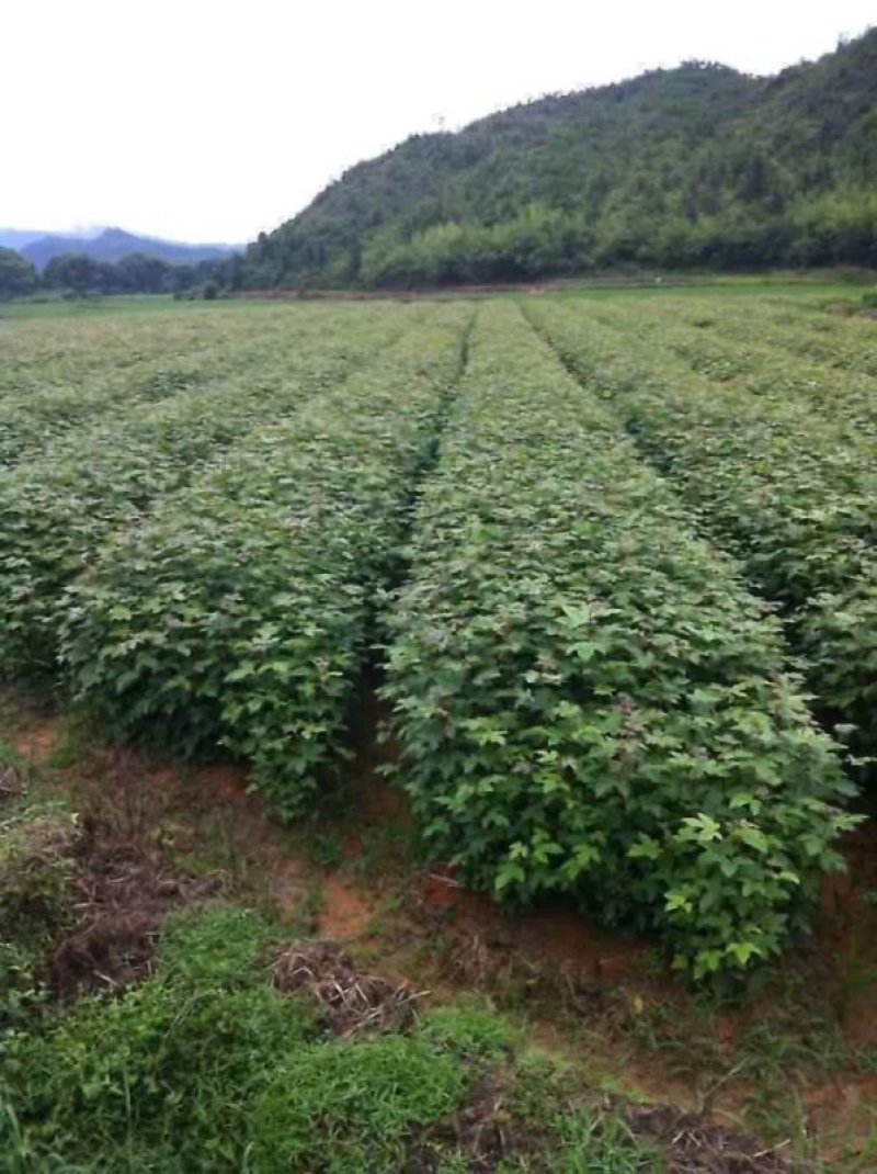 枫树
