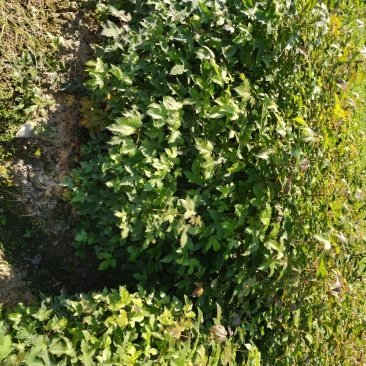 枫树