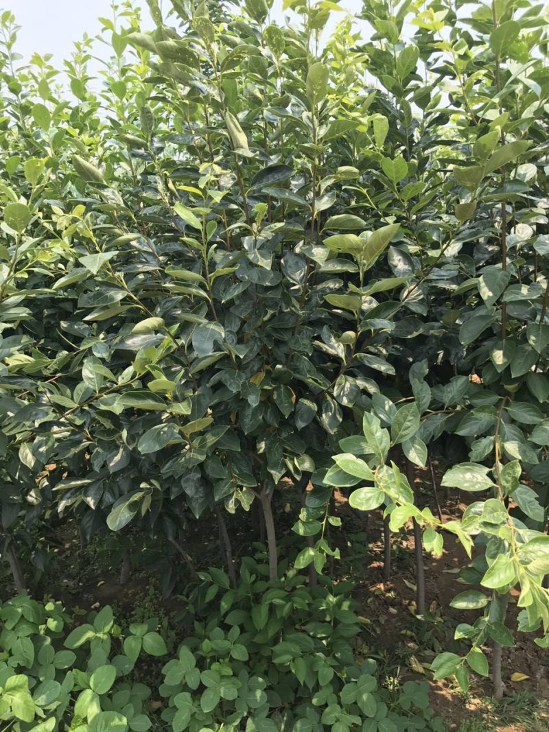 脆甜柿子苗阳丰大秋富有次郎1公分-4公分