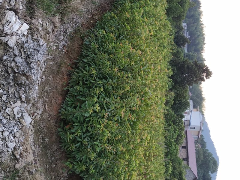 木荷