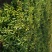 木荷