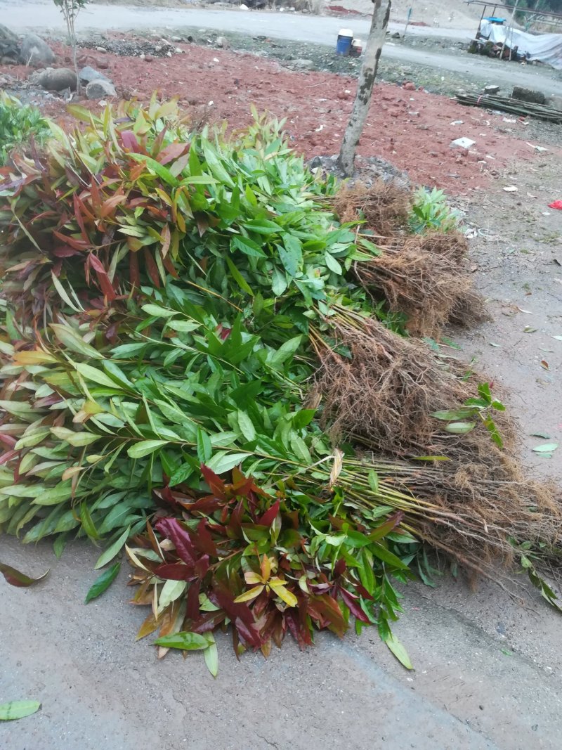 木荷