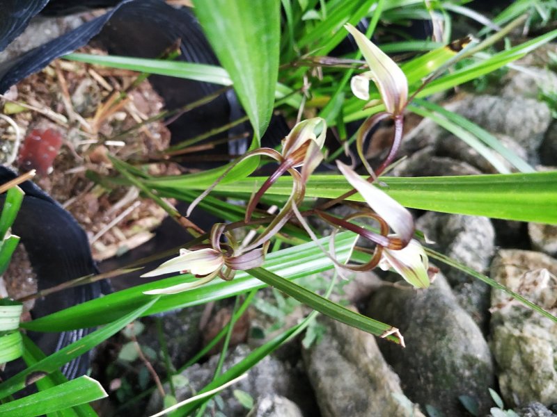 兰花