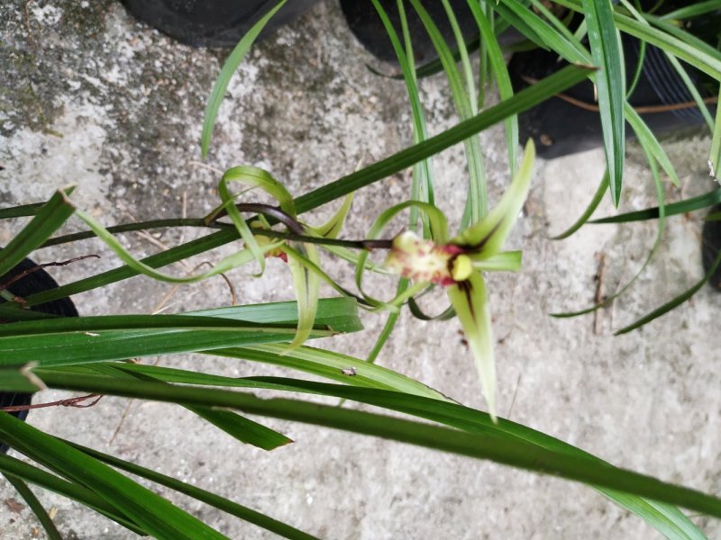 兰花