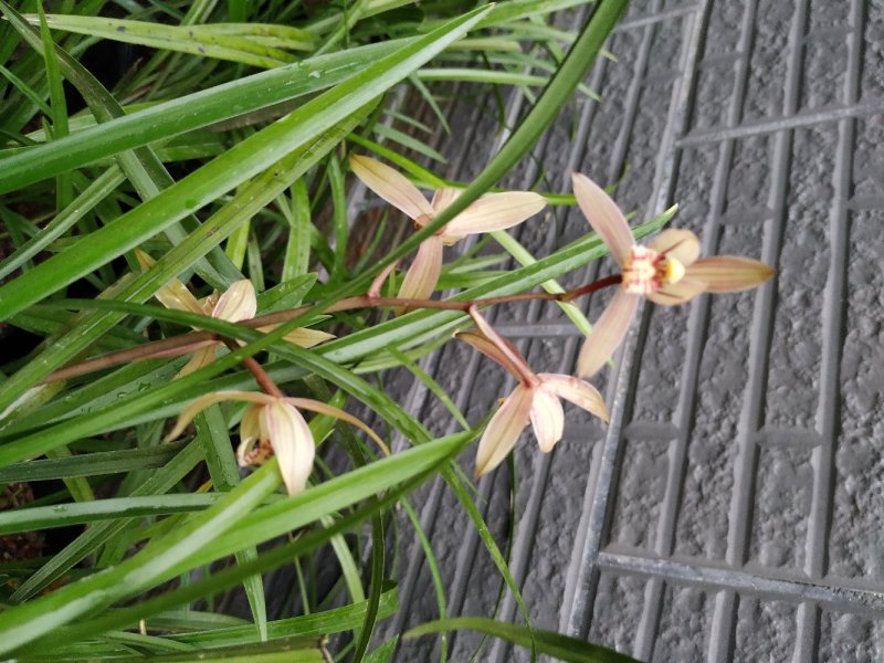 兰花