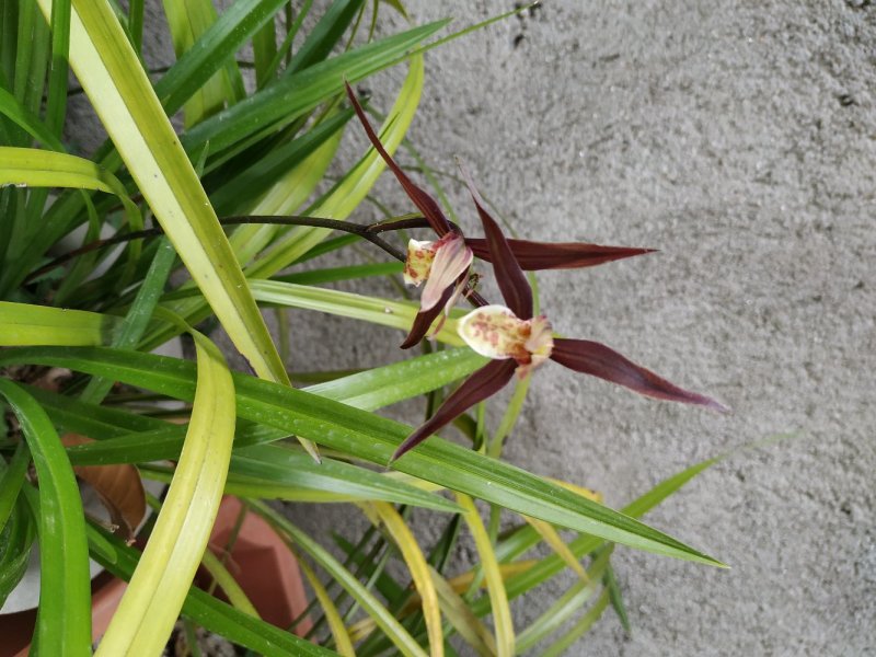 兰花