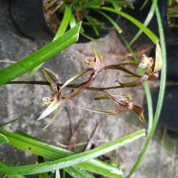 兰花