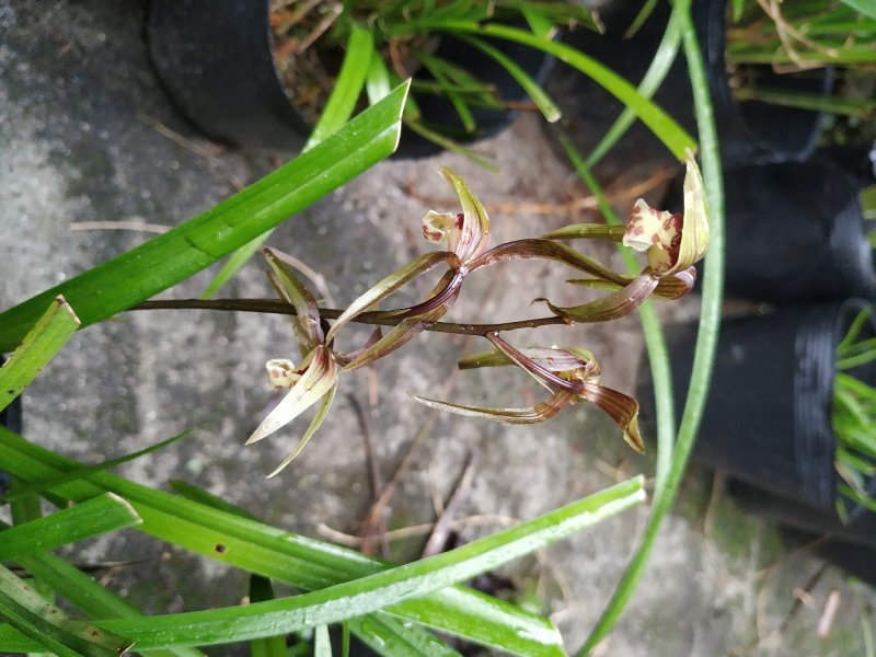 兰花