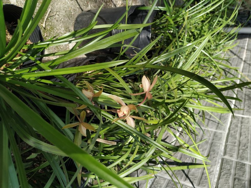 兰花