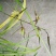 兰花