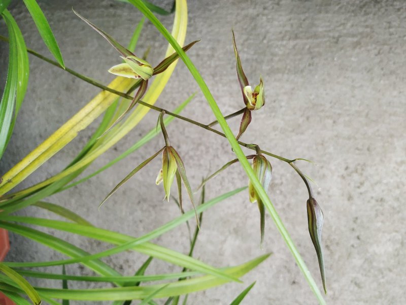 兰花
