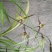 兰花