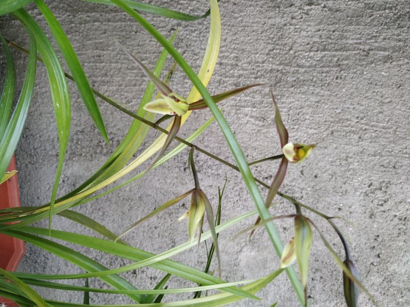 兰花
