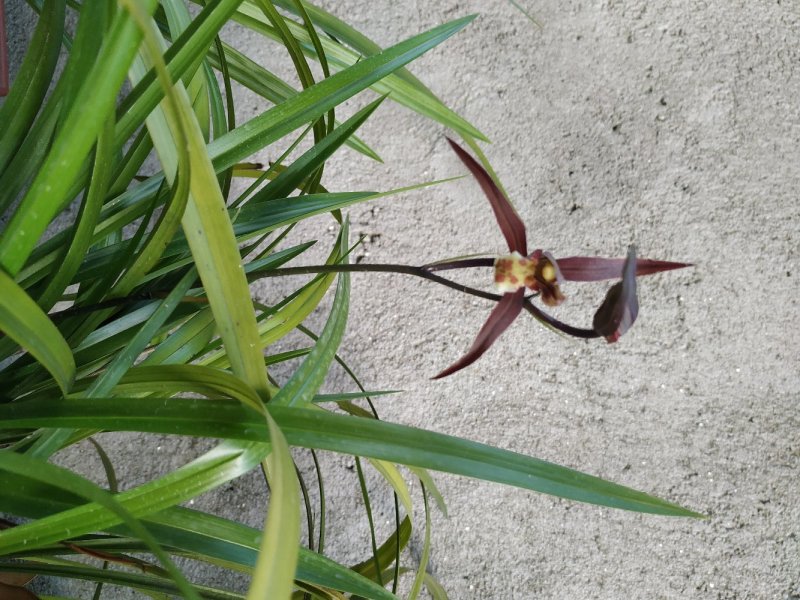 兰花